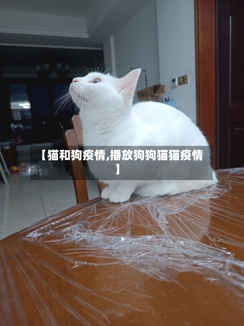 【猫和狗疫情,播放狗狗猫猫疫情】