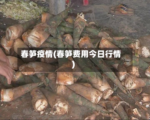 春笋疫情(春笋费用今日行情)