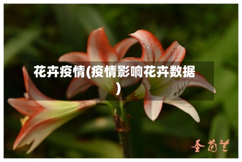 花卉疫情(疫情影响花卉数据)