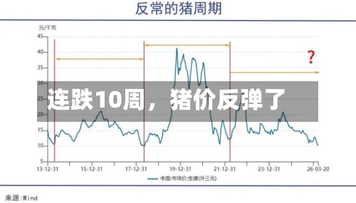 连跌10周	，猪价反弹了-第2张图片