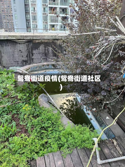 鸳鸯街道疫情(鸳鸯街道社区)