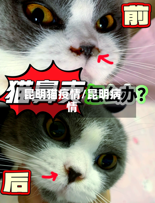 昆明猫疫情/昆明病情