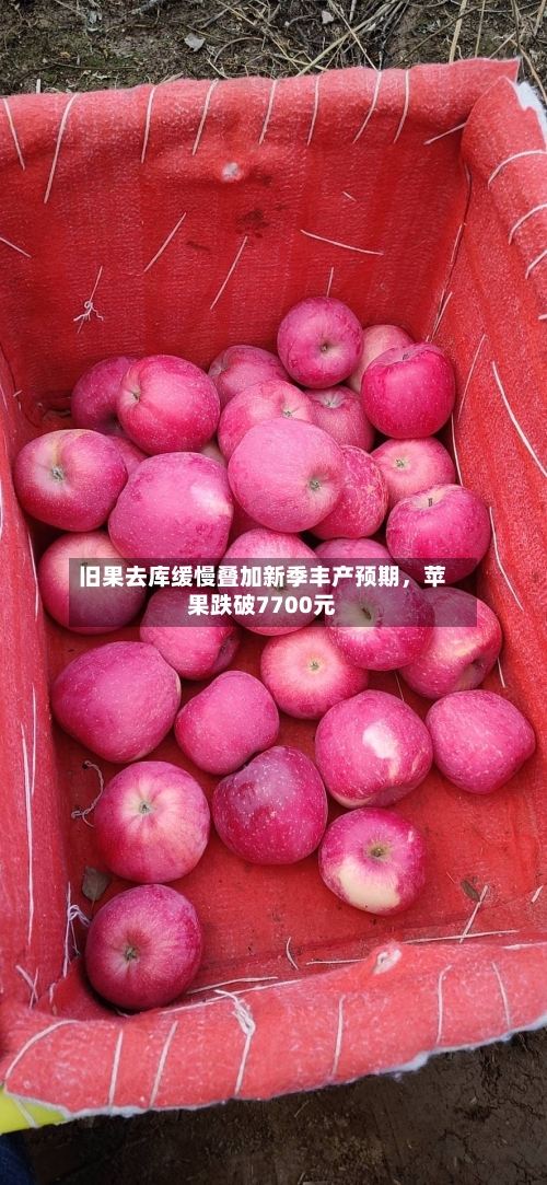 旧果去库缓慢叠加新季丰产预期，苹果跌破7700元