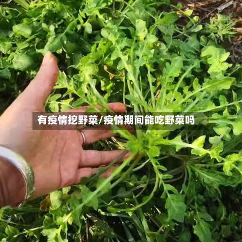有疫情挖野菜/疫情期间能吃野菜吗