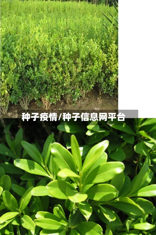 种子疫情/种子信息网平台