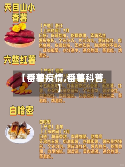 【番薯疫情,番薯科普】-第3张图片