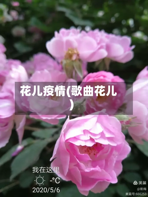 花儿疫情(歌曲花儿)-第2张图片