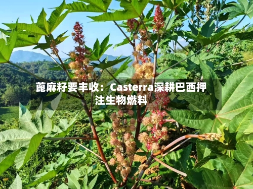 蓖麻籽要丰收：Casterra深耕巴西押注生物燃料