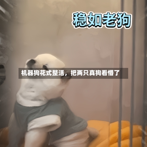 机器狗花式整活，把两只真狗看懵了-第3张图片
