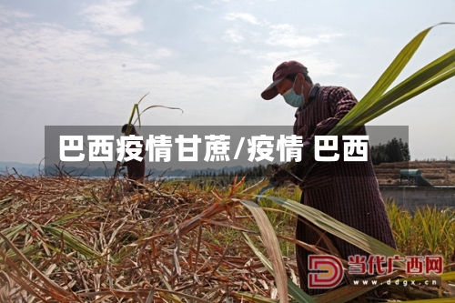 巴西疫情甘蔗/疫情 巴西