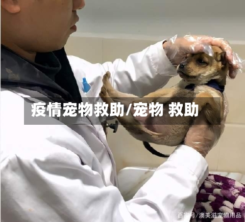 疫情宠物救助/宠物 救助