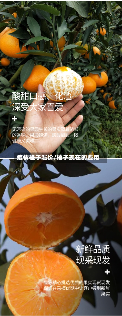 疫情橙子涨价/橙子现在的费用-第2张图片