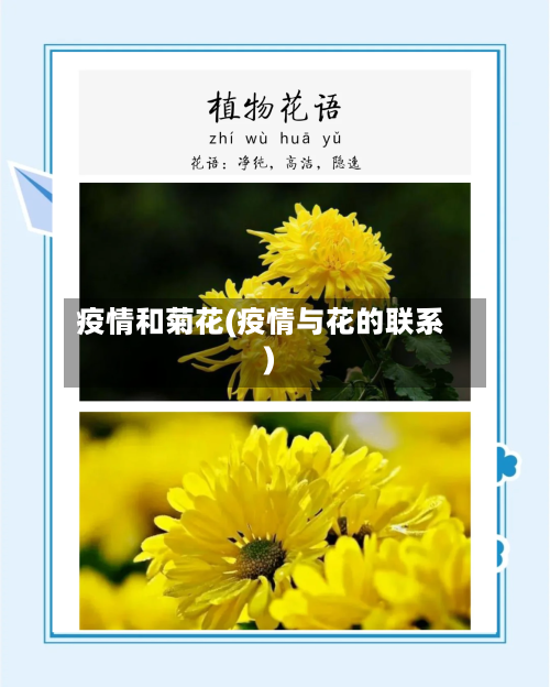 疫情和菊花(疫情与花的联系)-第2张图片
