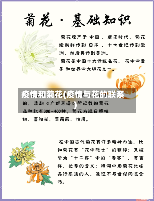 疫情和菊花(疫情与花的联系)