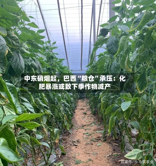 中东硝烟起，巴西“粮仓	”承压：化肥暴涨或致下季作物减产-第3张图片