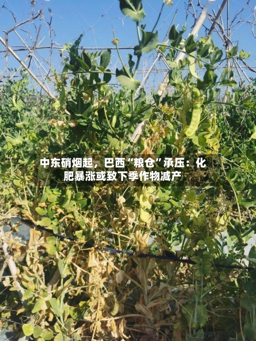 中东硝烟起，巴西“粮仓	”承压：化肥暴涨或致下季作物减产-第2张图片