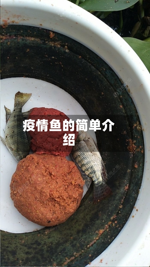 疫情鱼的简单介绍