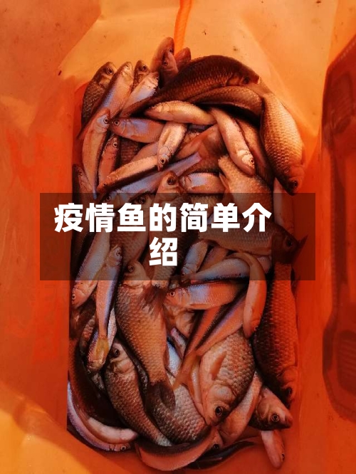 疫情鱼的简单介绍-第2张图片