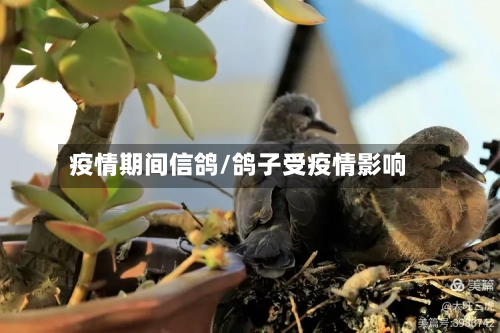 疫情期间信鸽/鸽子受疫情影响