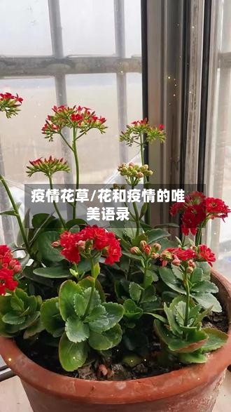 疫情花草/花和疫情的唯美语录