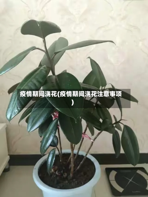 疫情期间浇花(疫情期间浇花注意事项)-第3张图片
