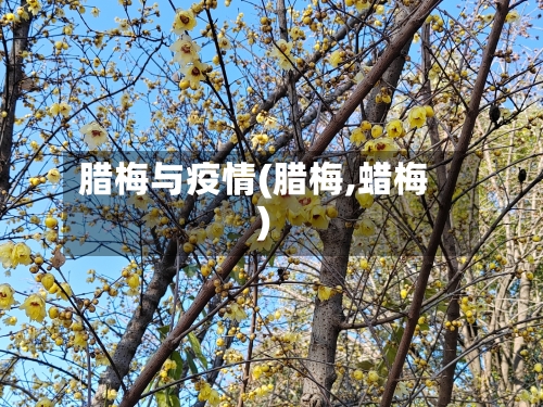 腊梅与疫情(腊梅,蜡梅)-第2张图片