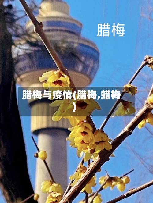 腊梅与疫情(腊梅,蜡梅)