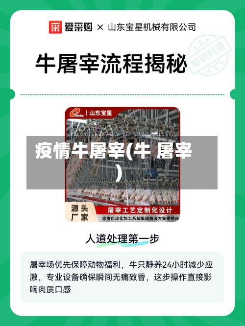 疫情牛屠宰(牛 屠宰)