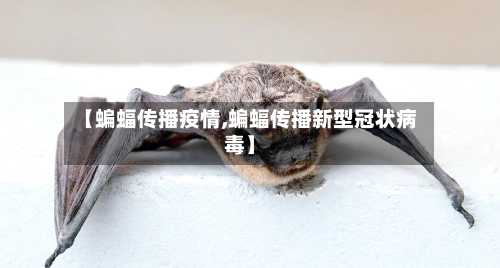 【蝙蝠传播疫情,蝙蝠传播新型冠状病毒】-第2张图片