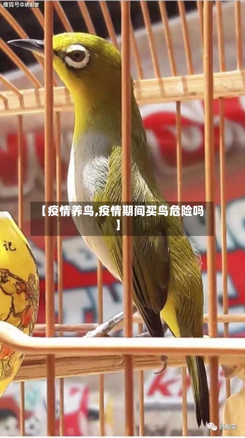 【疫情养鸟,疫情期间买鸟危险吗】