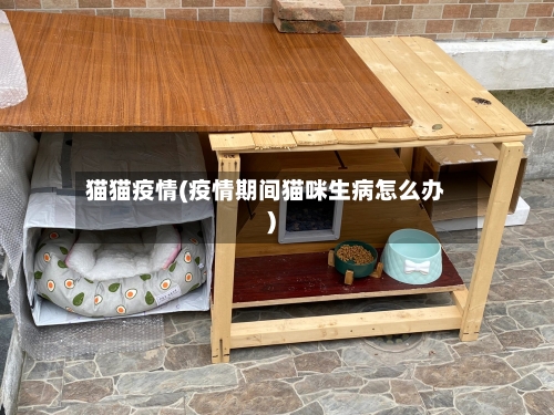 猫猫疫情(疫情期间猫咪生病怎么办)-第2张图片