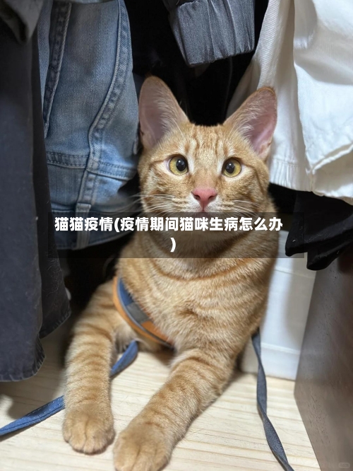 猫猫疫情(疫情期间猫咪生病怎么办)